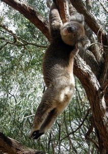 Lazy Koala by Rehana Ford
