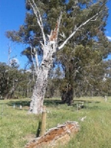 Large paddock tree at Glenburn