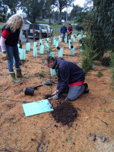 CUB volunteers planting at the Kinglake Lions Park.