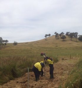 Fencing a wetland in Yea