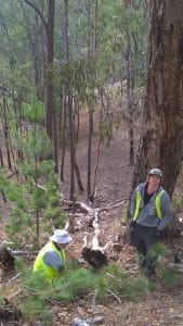 CVA removing pine saplings.