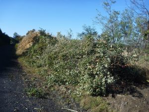 A large pile of cotoneaster removed from the rail trail