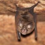 Eastern Horseshoe Bat 