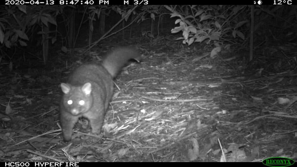 2020 King Parrot Catchment Fox Control Project (KPCFCP) camera ...