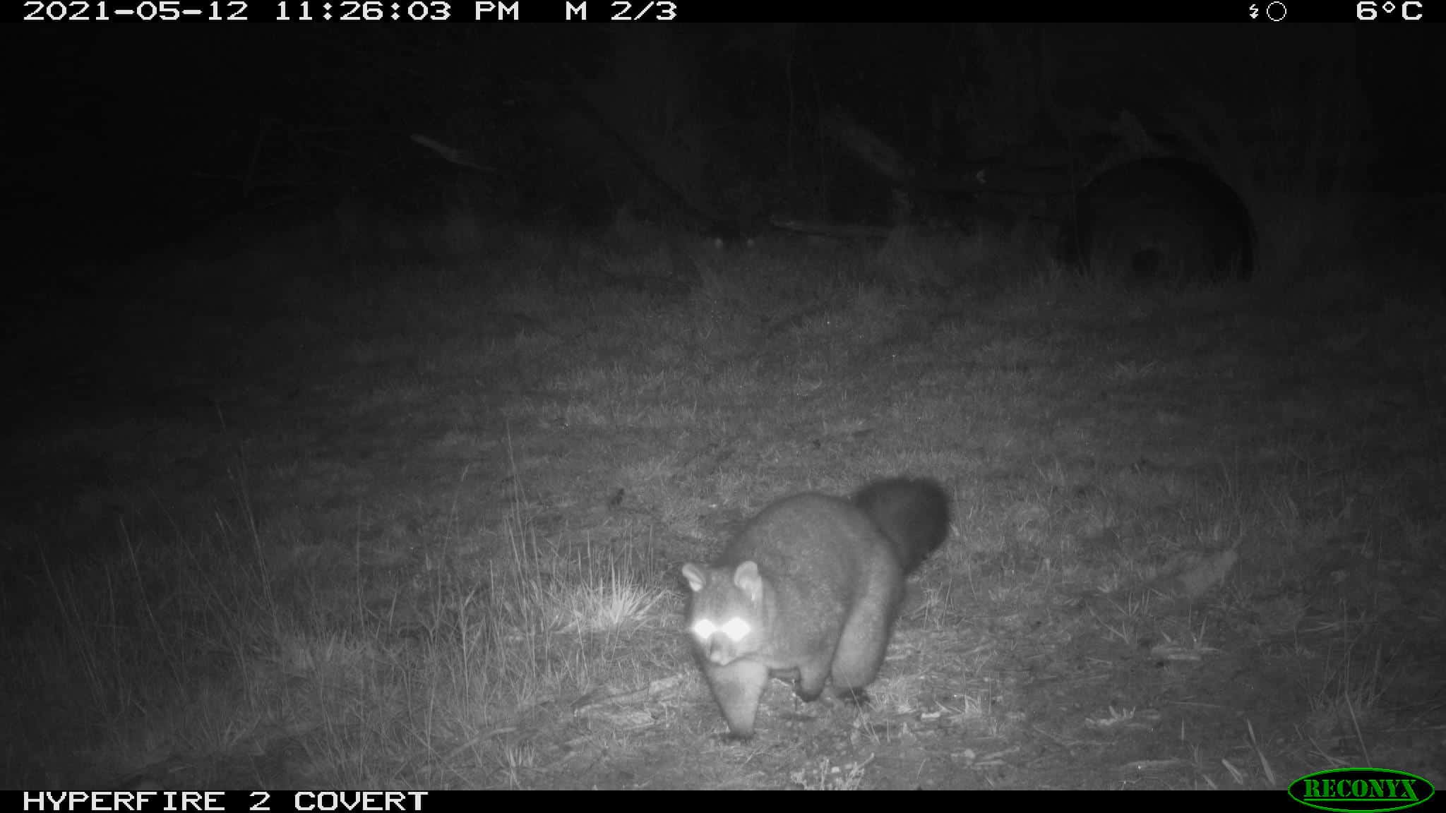 King Parrot Catchment Fox Control Project – 2021 Camera Monitoring ...